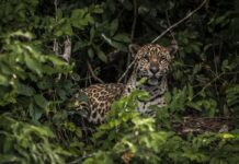 Ativistas cobram justiça para onças mortas e expostas na Internet