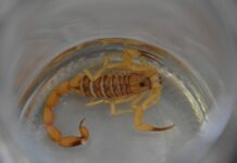 Casos de acidentes com escorpiões aumentam 45% no Distrito Federal