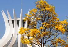 Junho abre a temporada de ipês no Distrito Federal