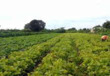 Governo lança Plano Safra para agricultura familiar da Amazônia