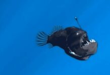 Peixe das profundezas “diabo-negro” é visto na superfície pela primeira vez