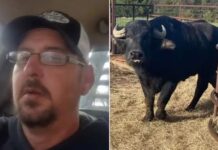 Fazendeiro morre após ataque de búfalos recém-adquiridos em leilão